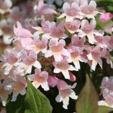 Kolkvitsia (Kolkwitzia amabilis)